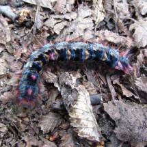 Caterpillar